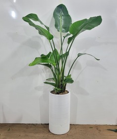 여인초